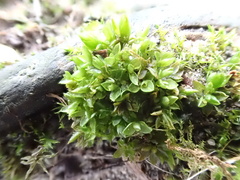 Funaria hygrometrica