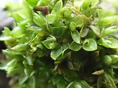 Funaria hygrometrica