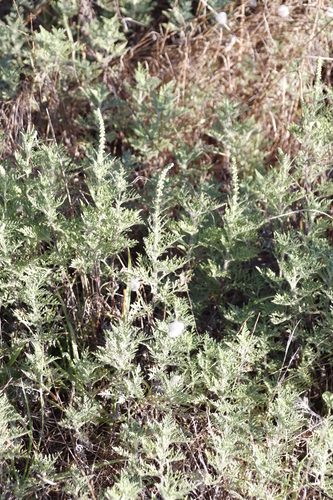 Image of Ambrosia tenuifolia by (c) Tony Rebelo, some rights reserved (CC BY-SA)