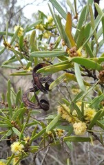 Acacia oswaldii