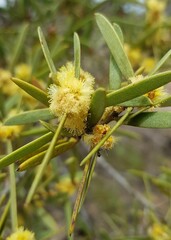 Acacia oswaldii