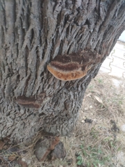 Inocutis tamaricis