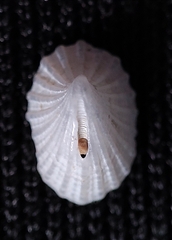 Puncturella nobilis