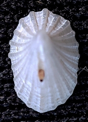 Puncturella nobilis