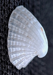 Puncturella nobilis