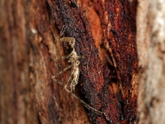 Stenolemus fraterculus