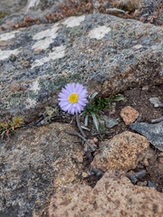 Brachyscome spathulata