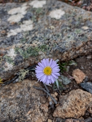 Brachyscome spathulata