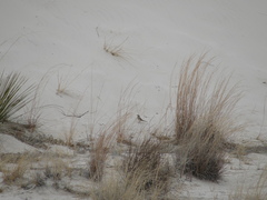 Artemisiospiza nevadensis