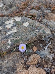 Brachyscome spathulata