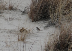 Artemisiospiza nevadensis