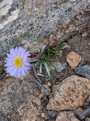 Brachyscome spathulata