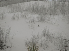 Artemisiospiza nevadensis