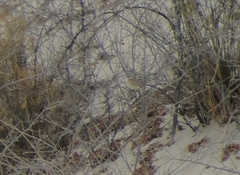 Artemisiospiza nevadensis