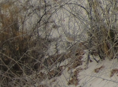 Artemisiospiza nevadensis