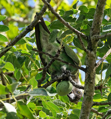 Poicephalus cryptoxanthus