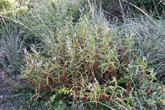 Persicaria madagascariensis