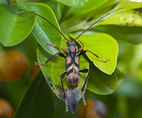 Photo of Tiger longhorn (Aridaeus thoracicus)