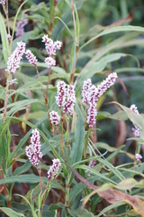 Persicaria madagascariensis