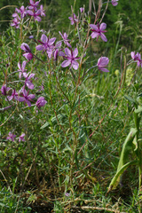 Chamaenerion fleischeri