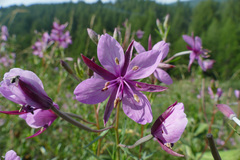 Chamaenerion fleischeri