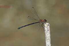 Austroargiolestes chrysoides