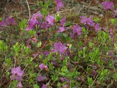 Rhododendron sichotense