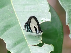 Nacaduba cyanea