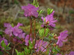 Rhododendron sichotense
