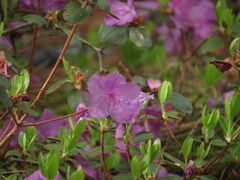 Rhododendron sichotense