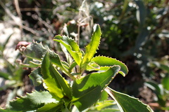 Penstemon spectabilis spectabilis