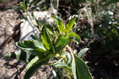Penstemon spectabilis spectabilis