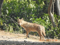 Canis aureus indicus