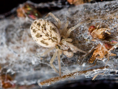 Dictynomorpha strandi