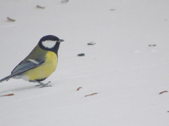 Parus major