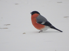 Pyrrhula pyrrhula