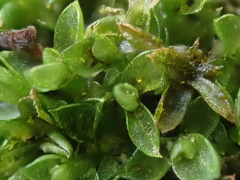 Funaria hygrometrica