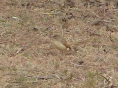 Prinia inornata