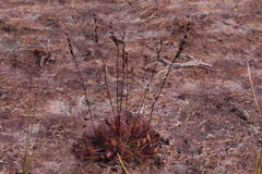 Drosera × obovata
