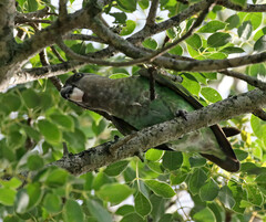 Poicephalus cryptoxanthus