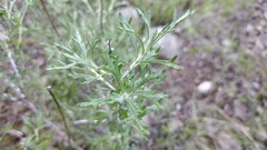 Eriophyllum confertiflorum