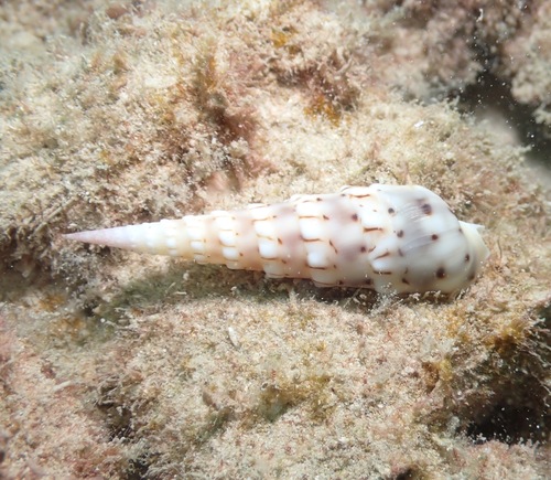 Terebra crenulata observed 2023-01-22