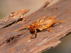 Gryllacrididae