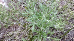 Eriophyllum confertiflorum