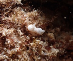 Goniobranchus verrieri