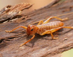 Gryllacrididae