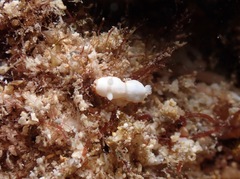 Goniobranchus verrieri