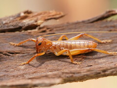 Gryllacrididae