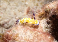 Goniobranchus vibratus