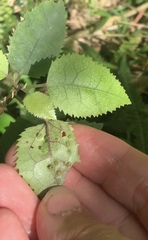 Hoheriococcus fionae